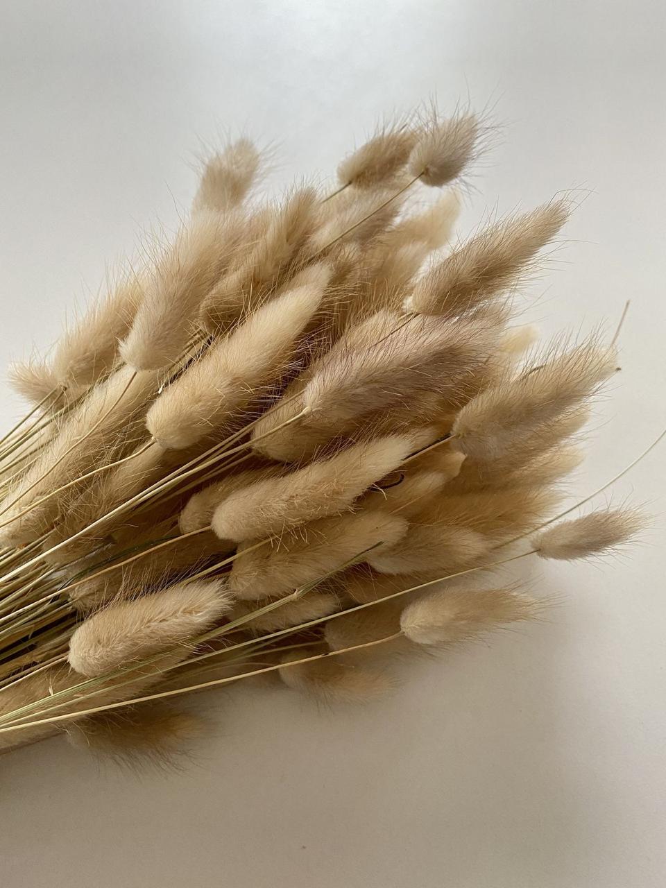 Fluffy Bunny Tails_ Aesthetic Dried Stems for Decoration