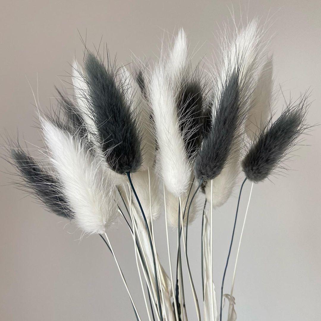 Fluffy Bunny Tails_ Aesthetic Dried Stems for Decoration