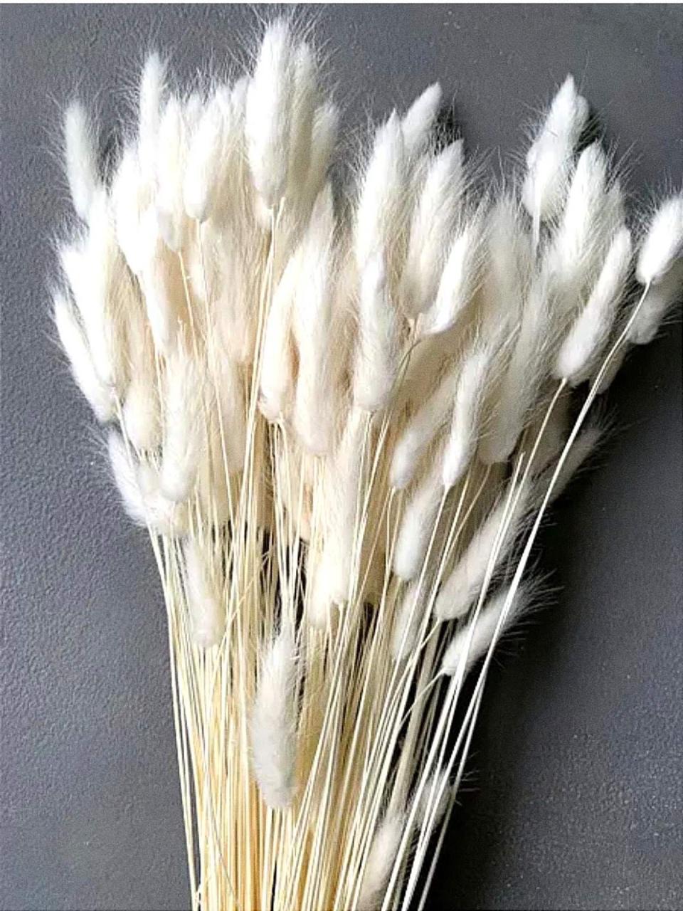 Fluffy Bunny Tails_ Aesthetic Dried Stems for Decoration